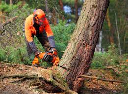 Mulching Services in Newport, MN